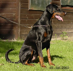 Sancho vom Buchenhain