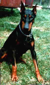 Livia von Baskerville, 31.12.1980-1991