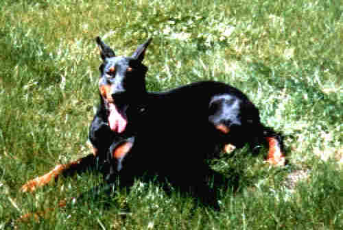 Monty von Baskerville, 16.01.1981 - 1990