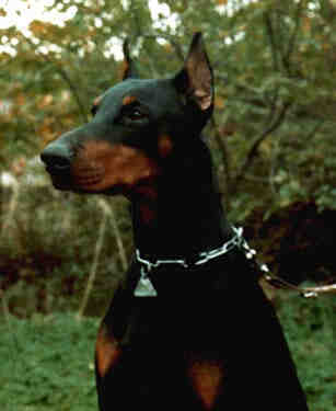 Greif vom Vogelflug, 07.06.1980 - 17.05.1992