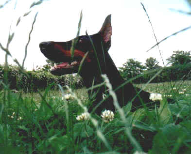 Tiffany von Baskerville