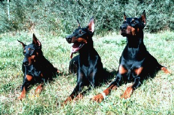 Livia, Tiffany und Nero